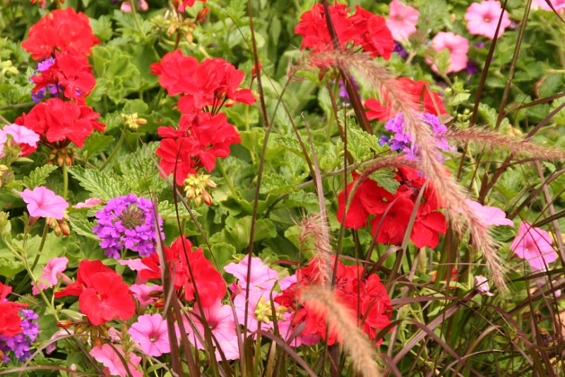 Trip (30).JPG - Flowers along the walks in Salt Lake City